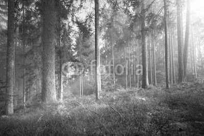 Magic sun light in the foggy forest tree landscape.