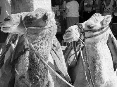 camellos