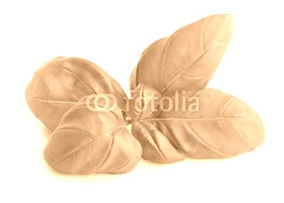 Basil leaves isolated .