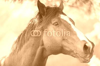 purebred racing horse