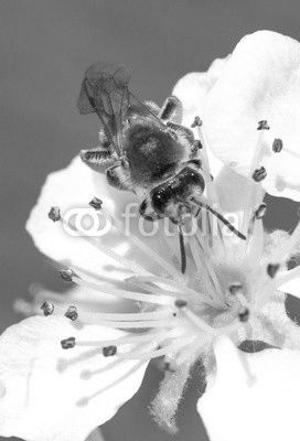 A bee on an apple tree