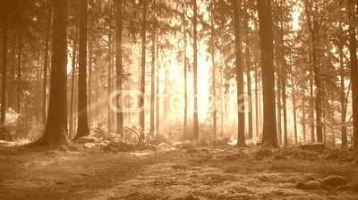 Herbst im Odenwald