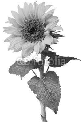 sunflower isolated