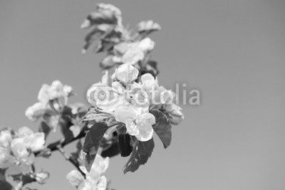 apple blossom in orchard