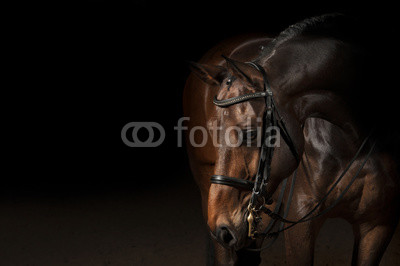 Portrait of a sport dressage horse
