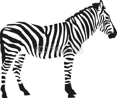 Zebra silhouette isloated on white background