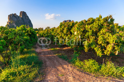 Mango Farm