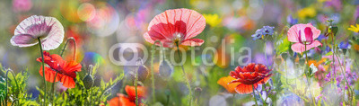 summer meadow with red poppies