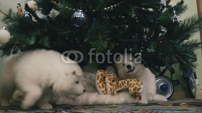 Two puppy gnaw Christmas toy