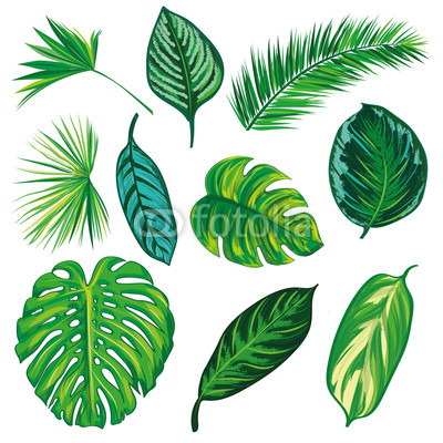 Tropical Leaves Collection on isolate vector. Beautiful Set. Vector illustration. Eps 10.