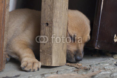 Puppie sleeping