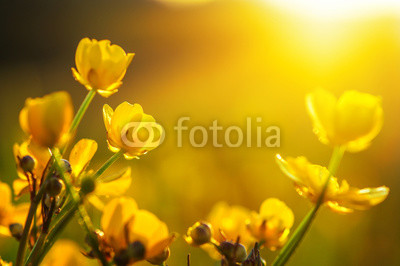 field of spring flowers