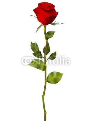 Red Rose isolated on white. EPS 10