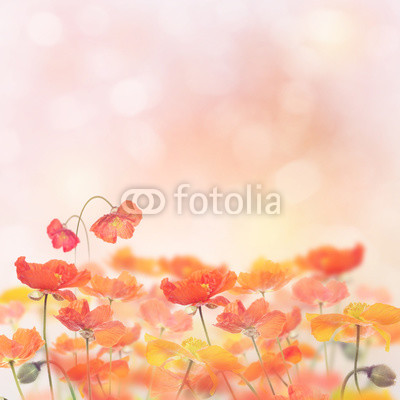 Poppy Flowers Blossom
