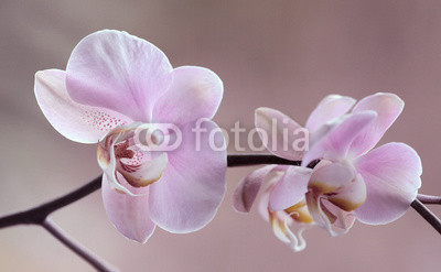 Storczyki - Orchidea