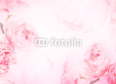 the sweet pink rose flowers for love romance background