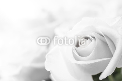 white roses close-up