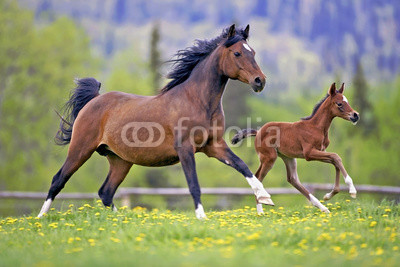 Bay Mare and Foal galloping together in spring meadow