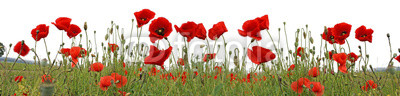 Mohnblumen Feld Panorama