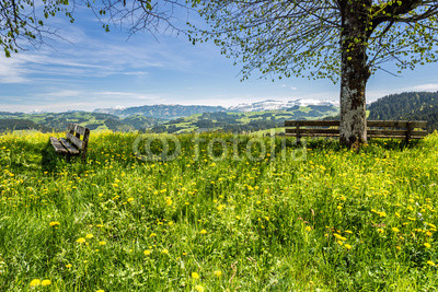 Frühlingswiese im Emmental, Schweiz