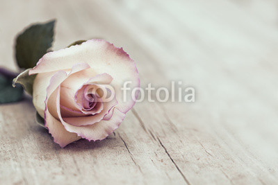 Vintage Rose