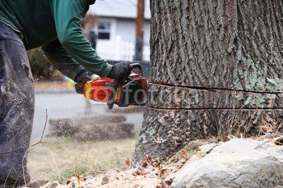 working man cutting tree trunk with chainsaw in residential area