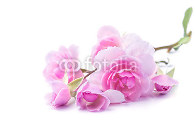 Pink rose flowers isolated on white background