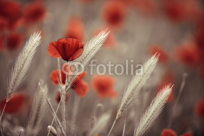 Klatschmohn im Frühling