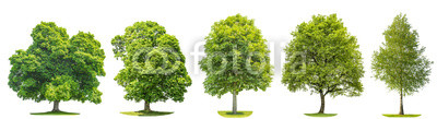 Set trees maple, oak, birch, chestnut. Isolated objects