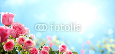 Pink rose against sky