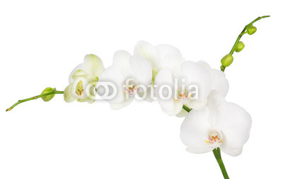 white orchid isolated on white background
