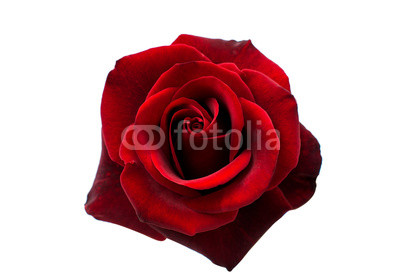 red rose isolated