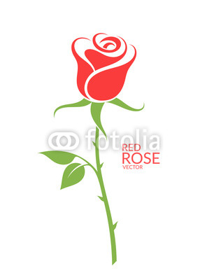 Rose.  Red flower on white background