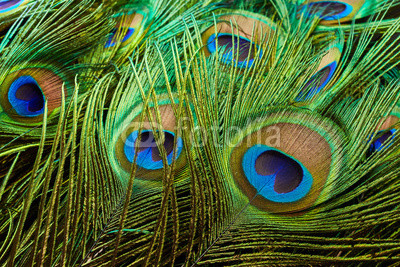 Peacock feathers