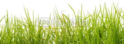 herbe, fond blanc