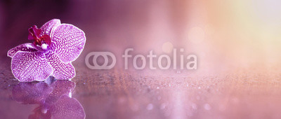 Beautiful pink orchid flower banner with copy space