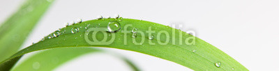 bubble drop on clover isolated on white