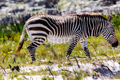 Mountain Zebra in the Cape