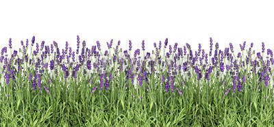 Lavender flowers. Fresh lavender plants isolated on white