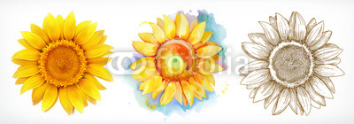 Sunflower, different styles, vector drawing, icon set