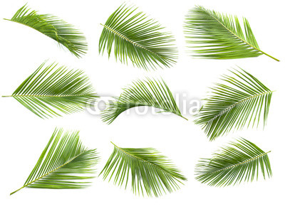 coconut leaf