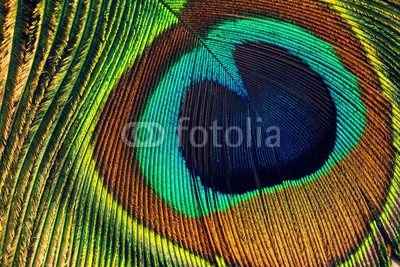 Peacock feather eye close up view