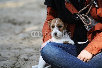 Jack Russell auf dem Schoß