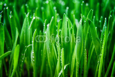 green grass