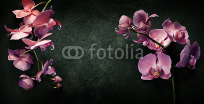 Pink orchid on a dark background