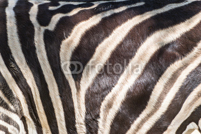 Zebra skin detail