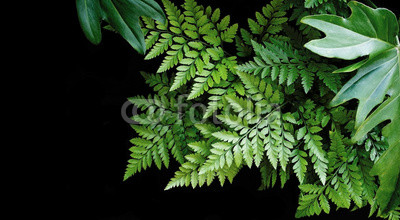 Green leaves on black background, soft focus, tropical forest co