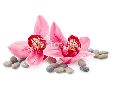 Orchid flowers