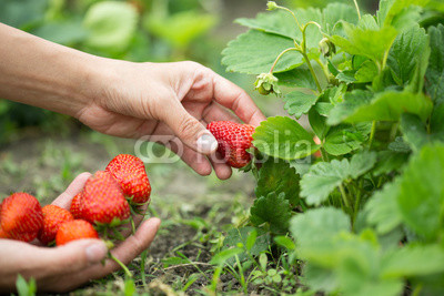 hands with fresh strawberries
