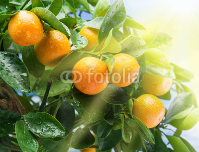 Ripe tangerine fruits in the sunlight.
